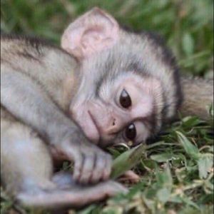 Meet your Posher, Grace